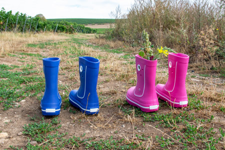 Pink and blue rubber boots with beautiful green vineyard in autumn. Country style. Grape and wine....