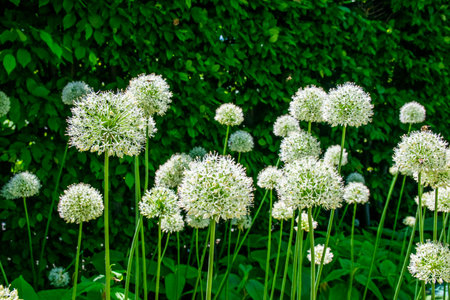 High summer white flowers on the sunny day in green grass park. Natural background.の写真素材