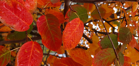 Red and yellow leaves in autumn forest. Nature background. Trees in the garden.