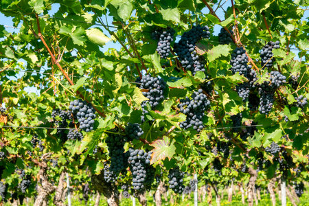 Vineyards in summer harvest. Large bunches of red wine grapes in sunny weather.