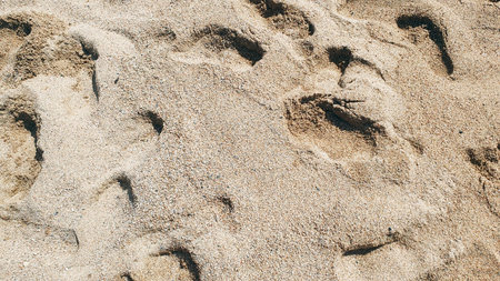 Footprints of human feet on the sand near the water on the sea beach. Nature background.の写真素材