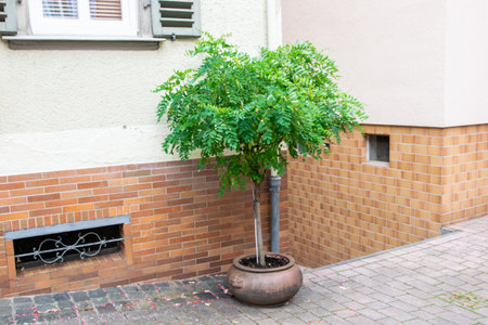 Beautiful green tree in the pot near the house wall. Street plant for exterior.の写真素材