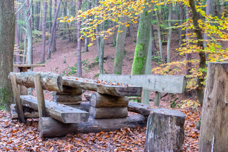 Wood bench and table in autumn forest with much trees, and yellow leaves. Rest on the background.の写真素材