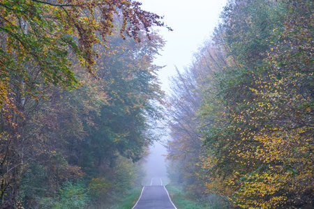 View of the autumn forest in a morning fog. The way between many trees. Nature background.