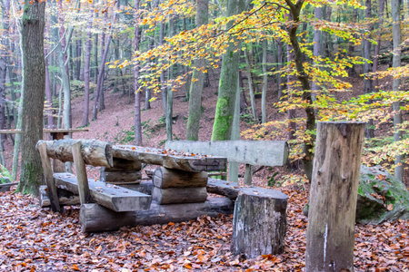 Wood bench and table in autumn forest with much trees, and yellow leaves. Rest on the background.の写真素材