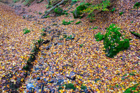 Yellow and orange leaves, trees, grass on the earth near the tree in autumn forest. Nature colorful background.の写真素材