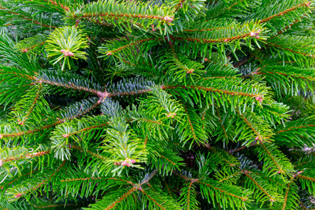 Festively decorated outdoor. Background of green branches on city street.