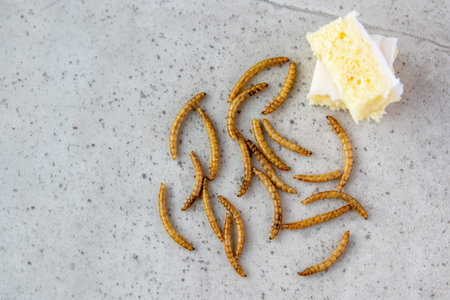Yellow mealwurm for powder. Dried worms eating as food or cooked insect meat on stone background....