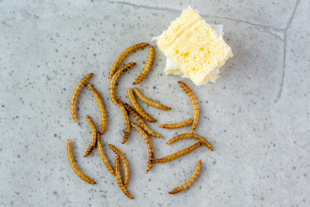Yellow mealwurm in the powder for bread baking. Dried worms eating as food or cooked insect meat on...