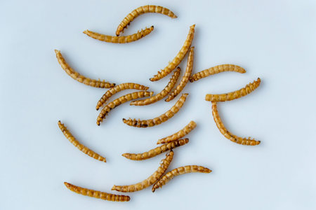 Yellow mealwurm. Dried worms eating as food or cooked insect meat on the white plate. Good source of...