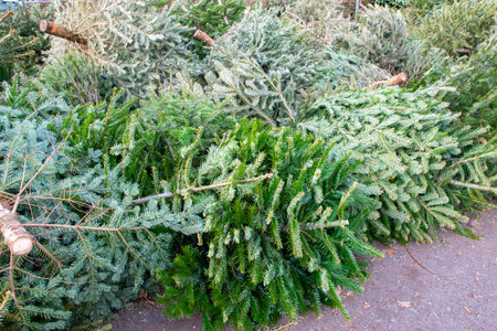 Much old dry used Christmas trees on the city street. Festively decorated outdoor. Background of...