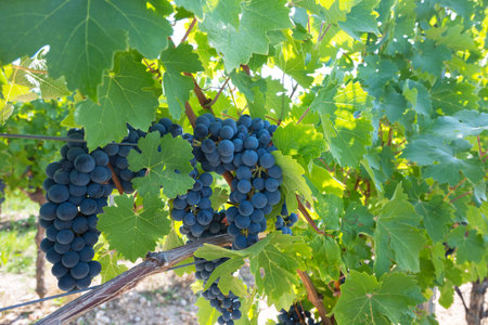 Big bunch of red wine grapes in sunny weather on the vineyard. Summer harvest for nature background.