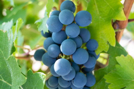 Big bunch of red wine grapes in sunny weather on the vineyard. Summer harvest for background.