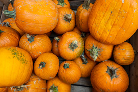 Batch orange fresh pumpkins in wood box on the market. Autumn nature background for decoration.