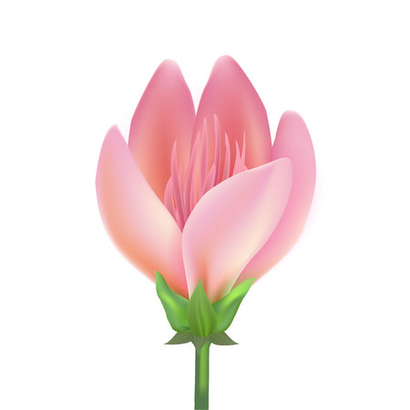 Vector realistic lotos, cherry, sakura peony, apple tree flower closed with stem.のイラスト素材