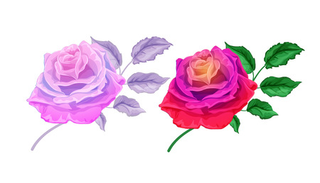 Hand drawn rose blossoms with leaves setのイラスト素材