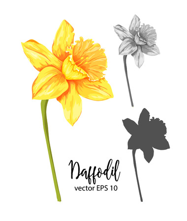 Vector daffodil, narcissus flower setのイラスト素材
