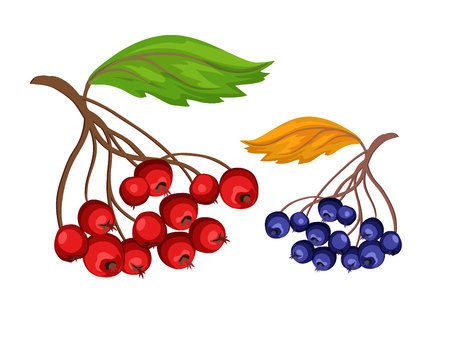 Vector sketcn rowanberry and blue berryのイラスト素材