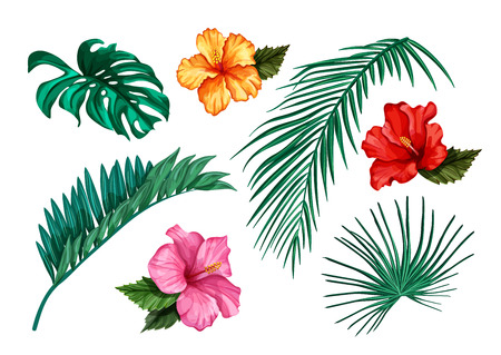 Vector tropical leaf monstera palm hibiscus setのイラスト素材