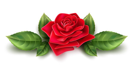 Realistic red rose blossom with leaves, petals pattern. Elegant valentines day, international women day holiday decoration. Vector wedding, marriage invitation card objectのイラスト素材