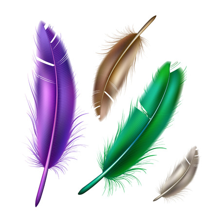 Vector realistic peacock peafowl color feather setのイラスト素材