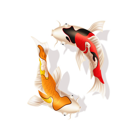 Koi carps realistic fish. Vector chinese, japanese Yin and yang, harmony and balance symbol. Oriental eastern underwater animals. Decorative fish, zen meditation design decoration. Vector illustrationのイラスト素材