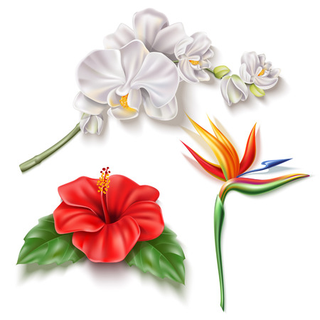 Realistic tropical flowers set. Red hibiscus with leaves, white orchid, colorful strelizia reginae or bird of paradise. Vector exotic flowers with green leaves for summer holiday design.のイラスト素材