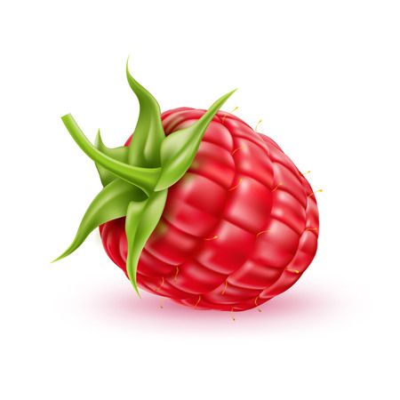 Realistic raspberry with green haulm. Juicy red fruit full of vitamins. Fresh organic food for healthy eating. Ripe forest, garden berry for sweet dessert. Food package, restaurant menu vector design.のイラスト素材