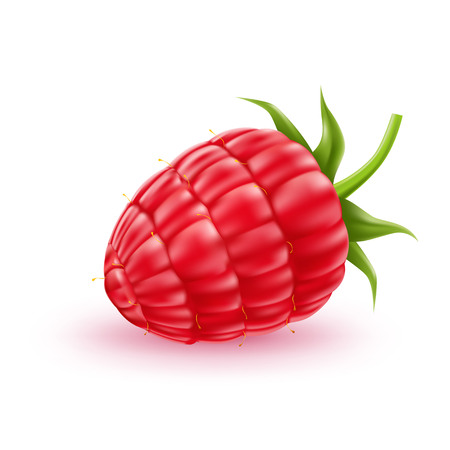 Realistic raspberry with green haulm. Juicy red fruit full of vitamins. Fresh organic food for healthy eating. Ripe forest, garden berry for sweet dessert. Food package, restaurant menu vector design.のイラスト素材