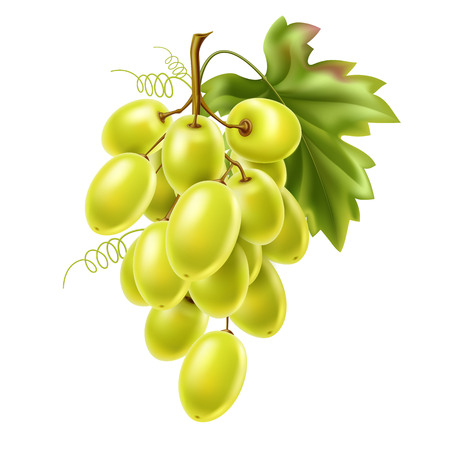Vector red grape bunch with ripe berry and leafのイラスト素材