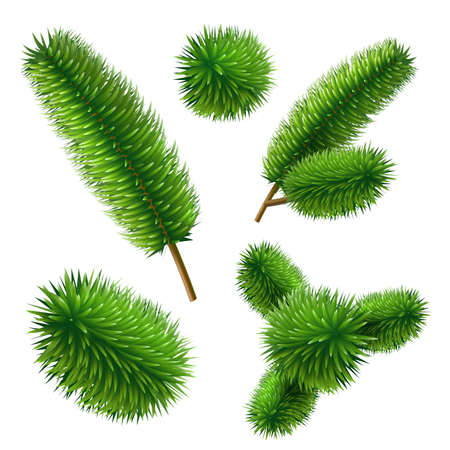 Vector realistic spruce pine tree branch setのイラスト素材