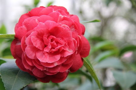 Big pink flowerの写真素材