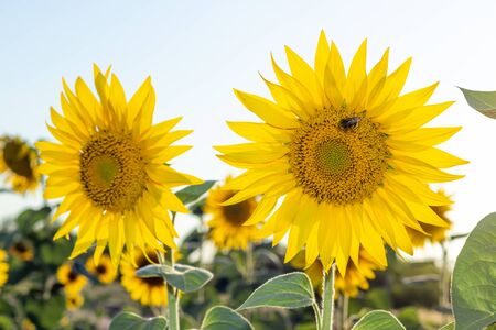 Two yellow sunflowers with bumblebee on a sunny day against the skyの写真素材