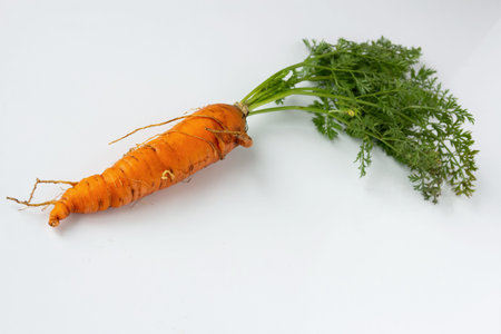 Ugly carrots with tops on a white background. Ugly food