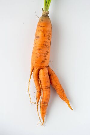 Ugly carrots with tops on a white background. Ugly foodの写真素材