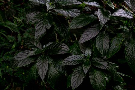 Dark green leaves close-up top viewの写真素材