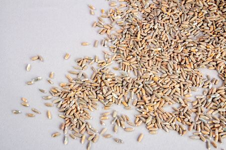 Texture of raw unpeeled oats closeup. View from aboveの写真素材