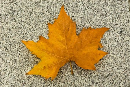 Fallen maple leaf on the asphaltの写真素材