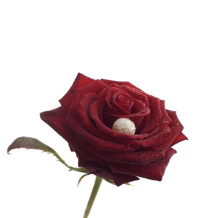 Red rose with white pearl and water drops. Isolated on white. Close-up.の写真素材