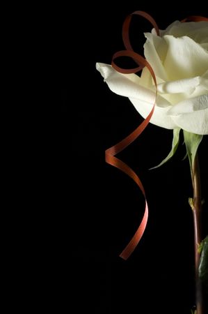 Half of white rose with red curly ribbon. Isolated on black. Verticalの写真素材