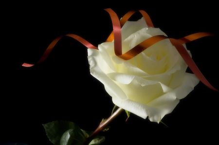 White rose with red ribbon. Isolated on black. の写真素材