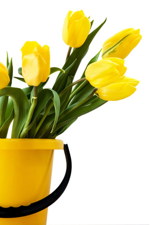 Yellow tulips in a yellow bucket. Isolated on whiteの写真素材