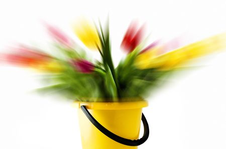 Multi-colored tulips in a yellow bucket. In motion. Isolated on white. の写真素材
