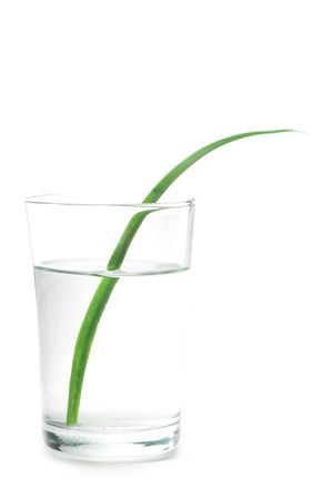 Glass of water with green grass-blade. Isolated on whiteの写真素材