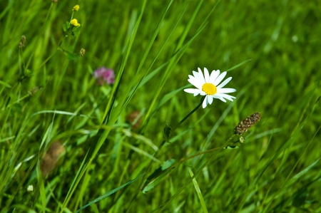 Alpine camomile and green meadowの写真素材
