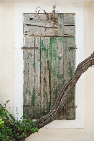 Closed old window and thick ivy troncの写真素材
