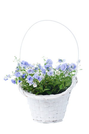 Bouquet of blue spring flowers in white basket isolated on whiteの写真素材