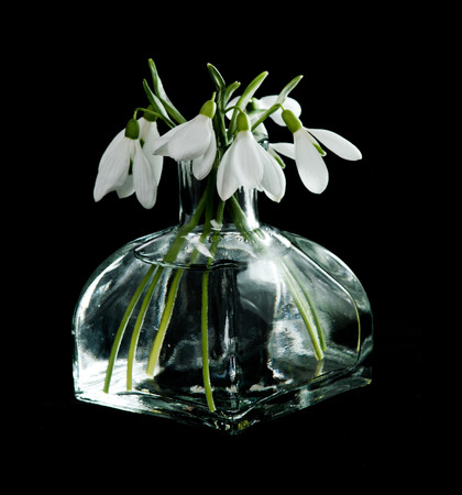 Fresh snowdrops in transparent vase on black backgroundの写真素材