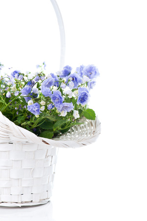 Bouquet of blue spring flowers in white basket isolated on whiteの写真素材