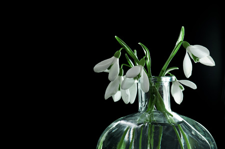Fresh snowdrops in transparent vase on black backgroundの写真素材